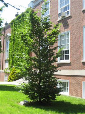 European Beech Tree